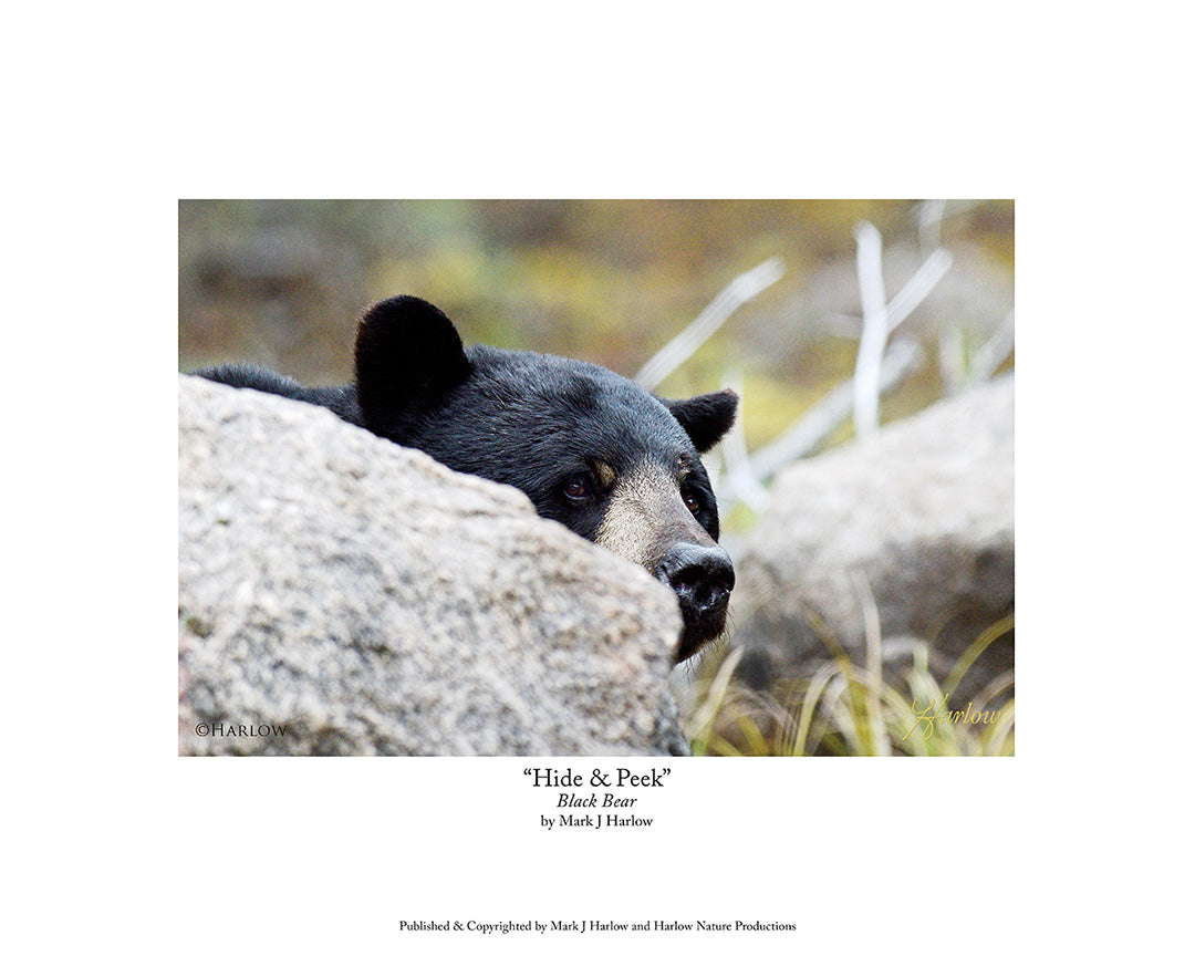"Hide & Peek" Unique Black Bear Picture - Print