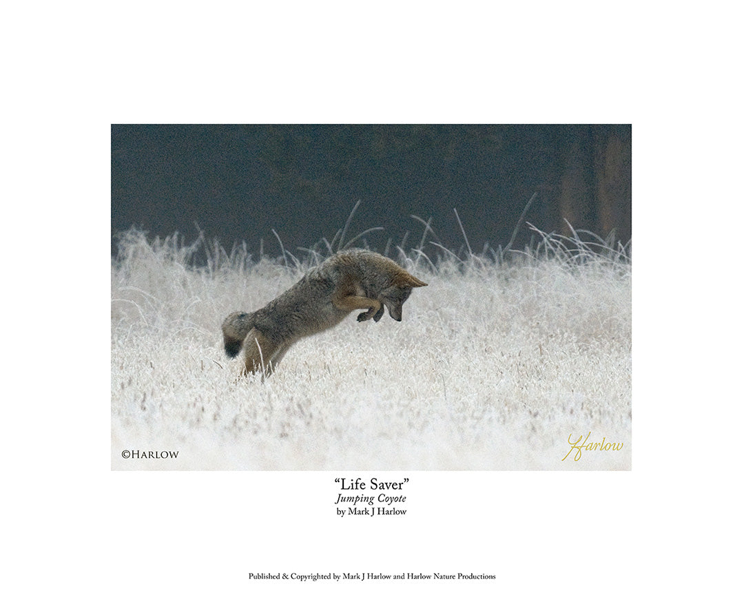 "Life Saver" Jumping Coyote In Fog Picture - Print