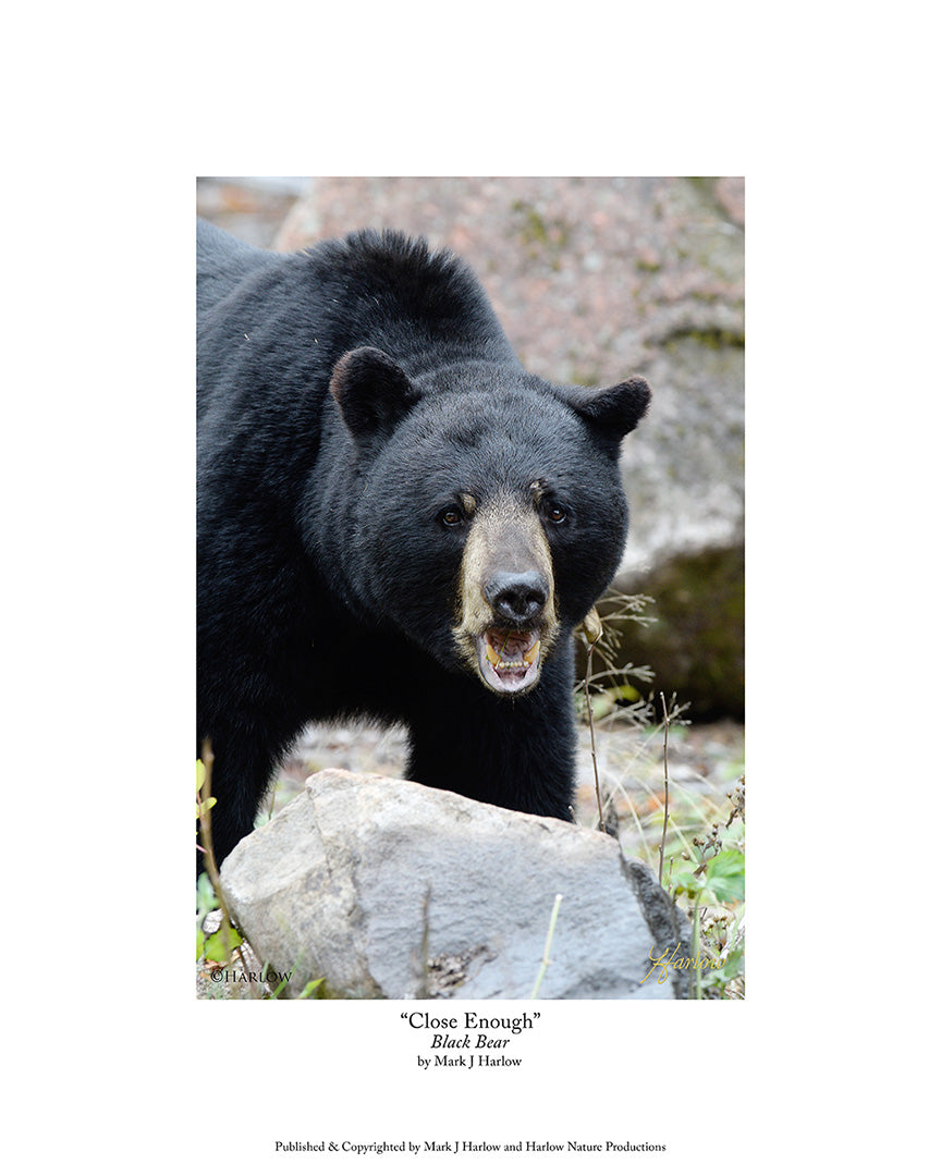 "Close Enough" Unique Close Boar Black Bear Picture - Print