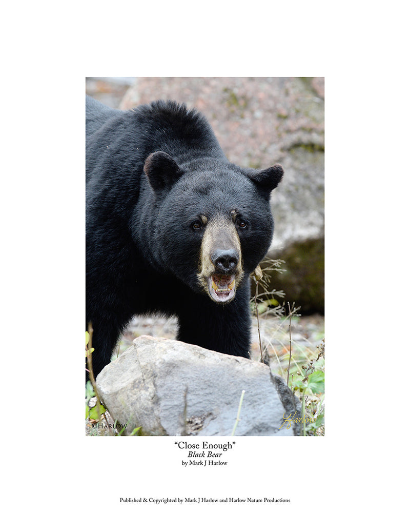 "Close Enough" Boar Black Bear Picture