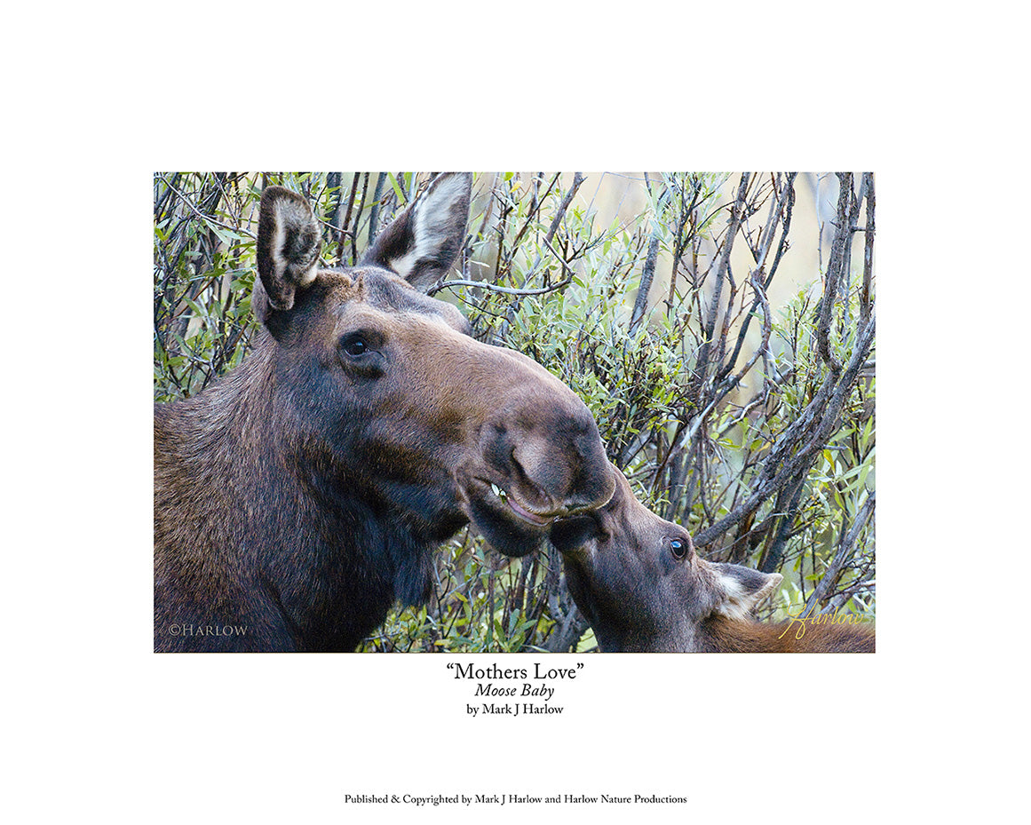"Mothers Love" Baby Moose & Cow Picture - Print