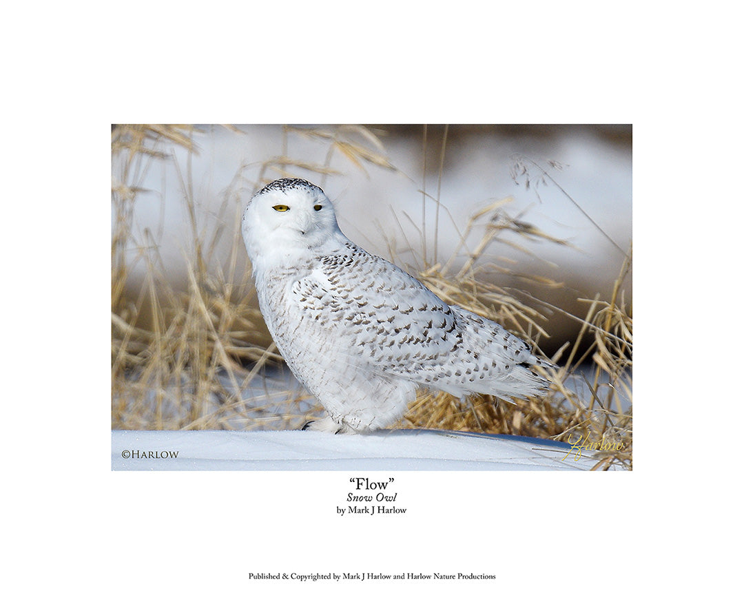 "Flow" Beautiful Snowy Owl Picture - Print