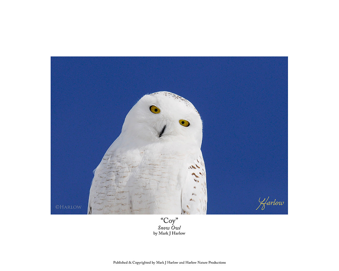 "Coy" Snowy Owl Photo - Snowy Owl Picture Unique - Print