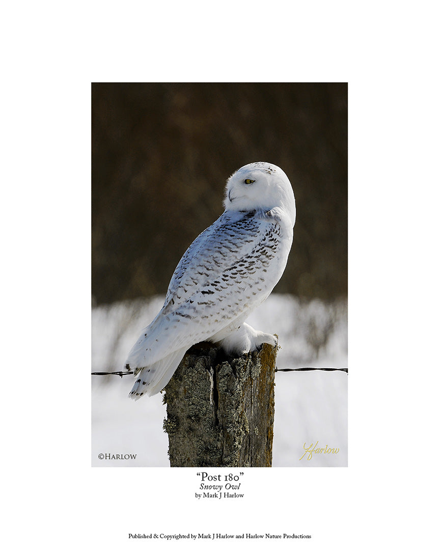 "Post 180" Unique Snowy Owl Picture - Print