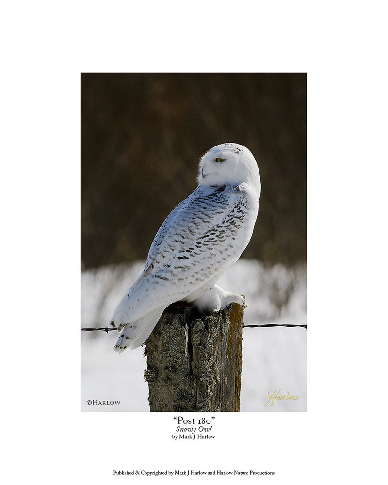 "Post 180" Unique Snowy Owl Picture