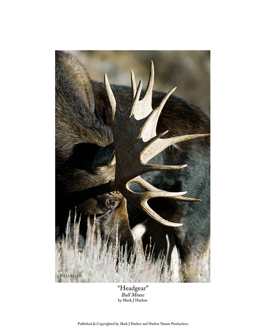 "Headgear" Unique Bull Moose Picture - Print