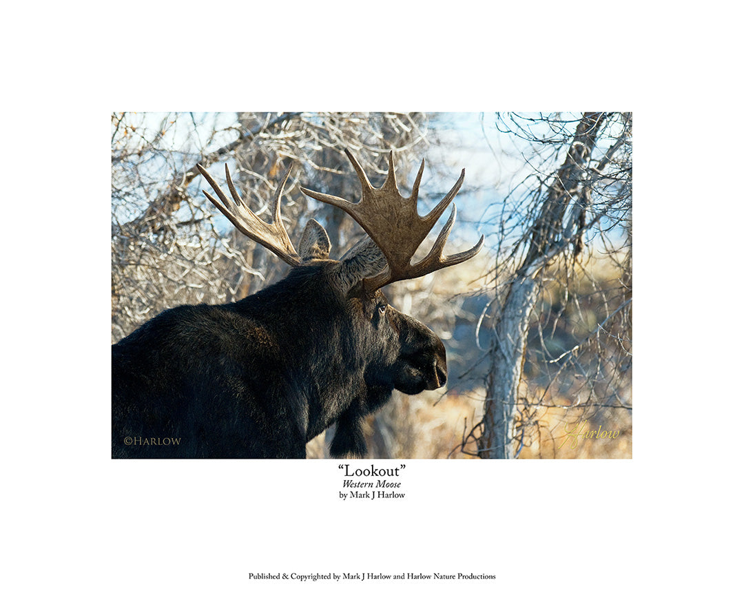 "Lookout" Western Bull Moose Picture Shiras Moose Photo - Print