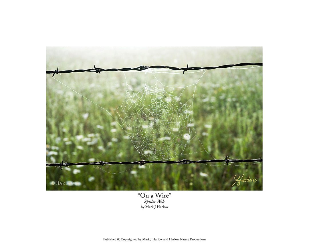 "On A Wire" Unique Spider Web Picture - Print