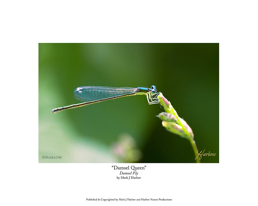 "Damsel Queen" Damsel Fly Picture on a Wild Rose - Print