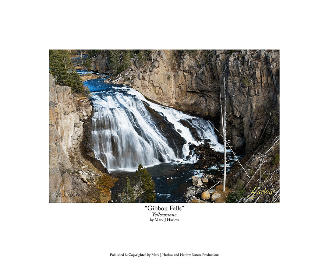 "Gibbon Falls" Yellowstone National Park Picture - Print