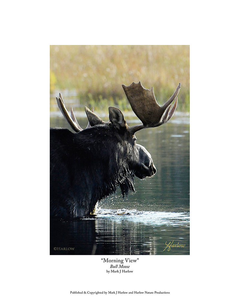 "Morning View" Bull Moose Water Drip Photo