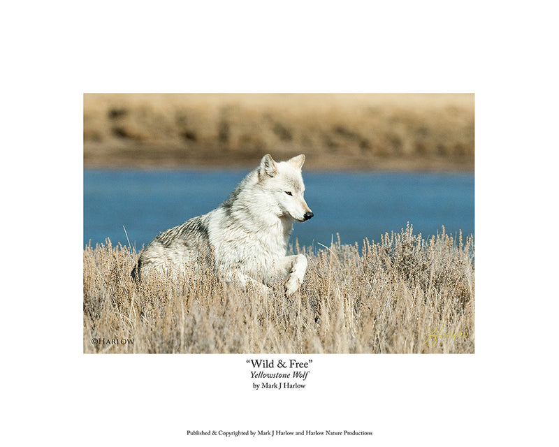 "Wild & Free" Running White Wolf Picture Yellowstone Wolf Photo