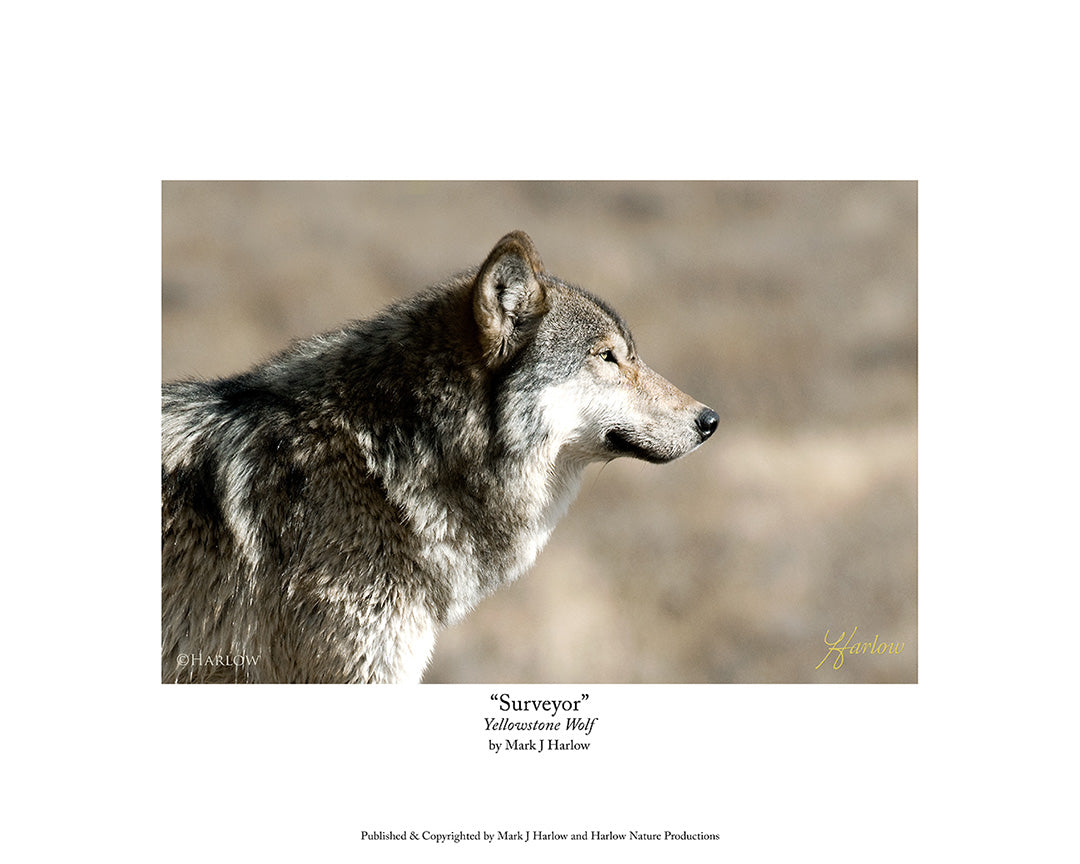 "Surveyor" Yellowstone Wolf Picture Unique - Print