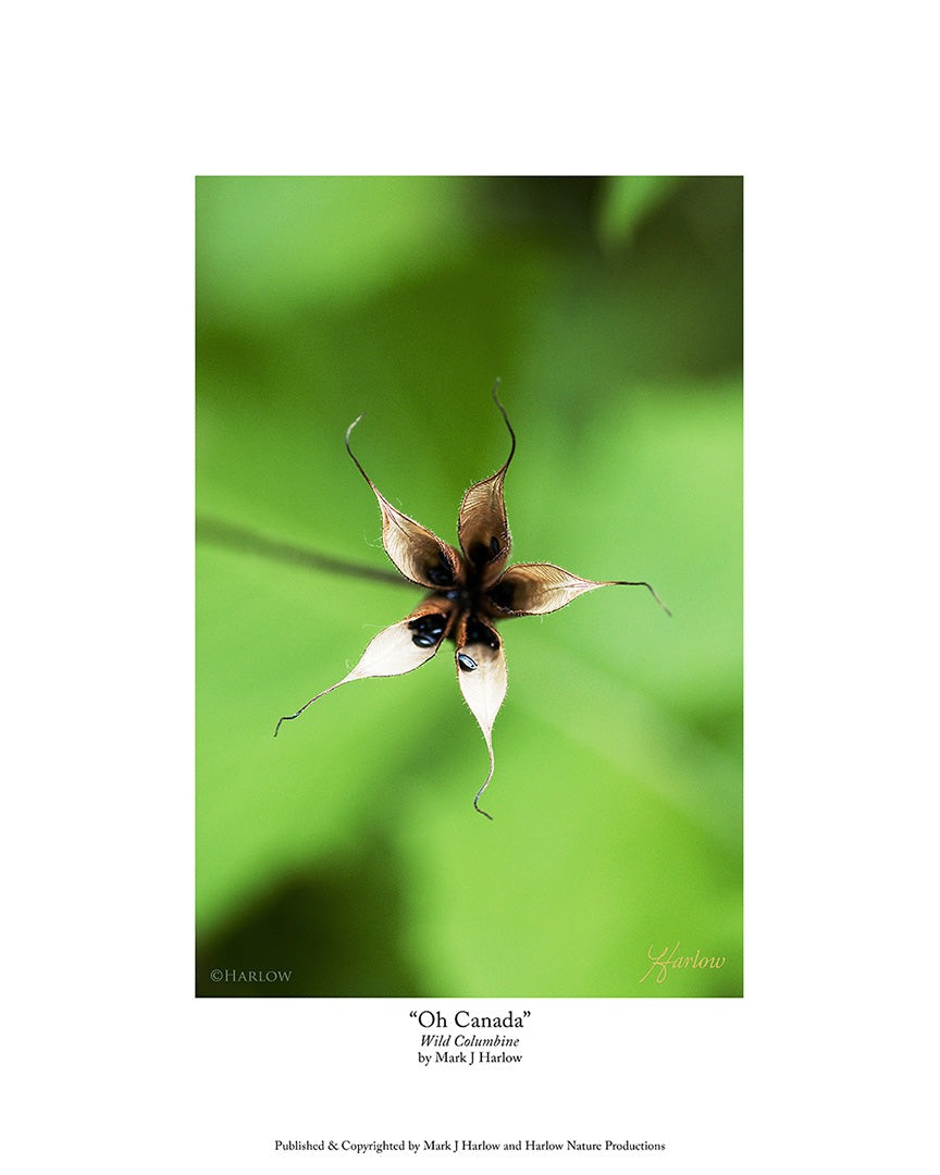 "Oh Canada" Canadian Columbine Flower Picture