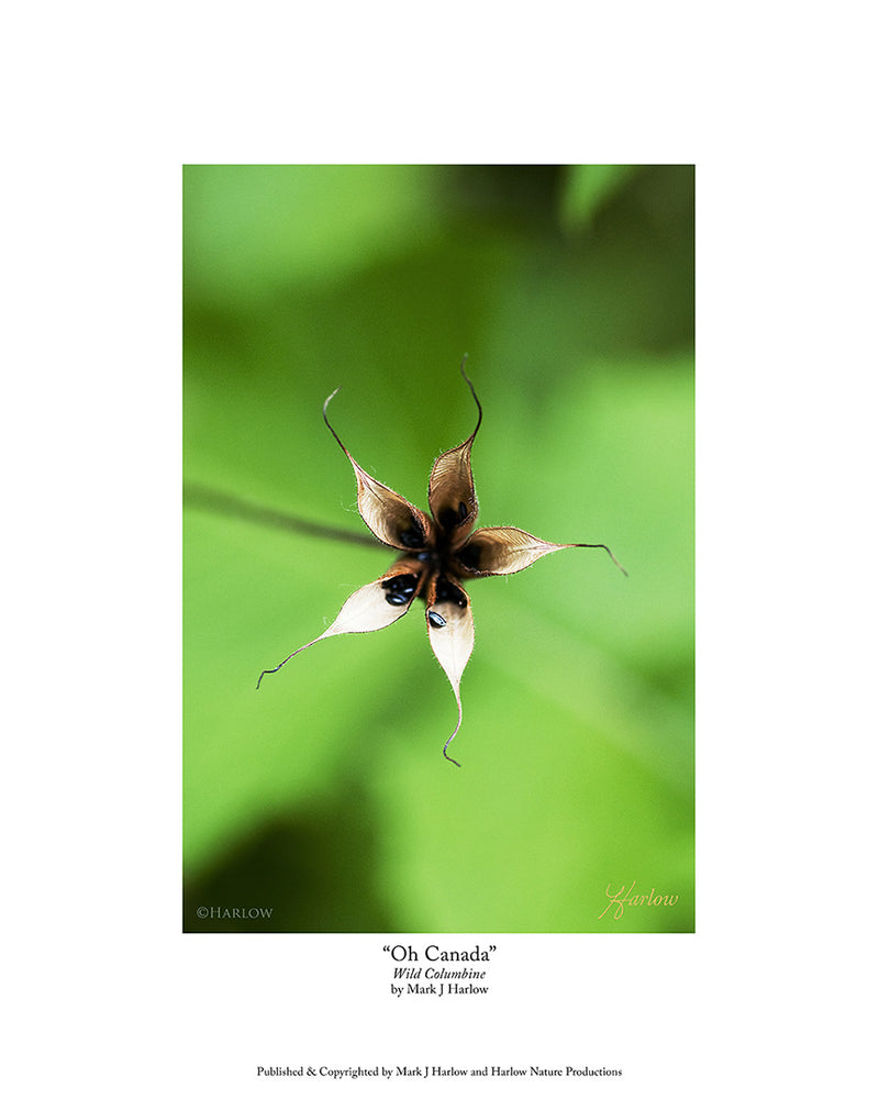 "Oh Canada" Canadian Columbine Flower Picture
