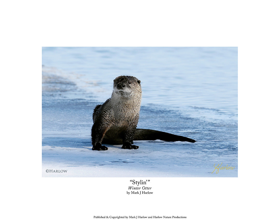 "Stylin'" Winter Otter Picture Cute Otter Picture - Print