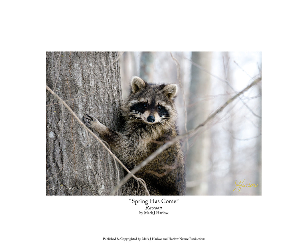 "Spring Has Come" Cute Racoon Picture - Print