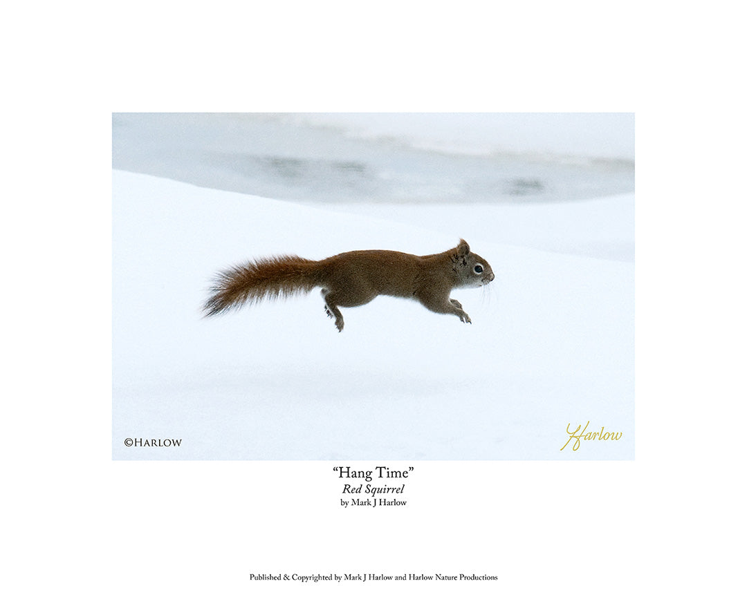 "Hang Time" RARE Unique Red Squirrel Picture - Print