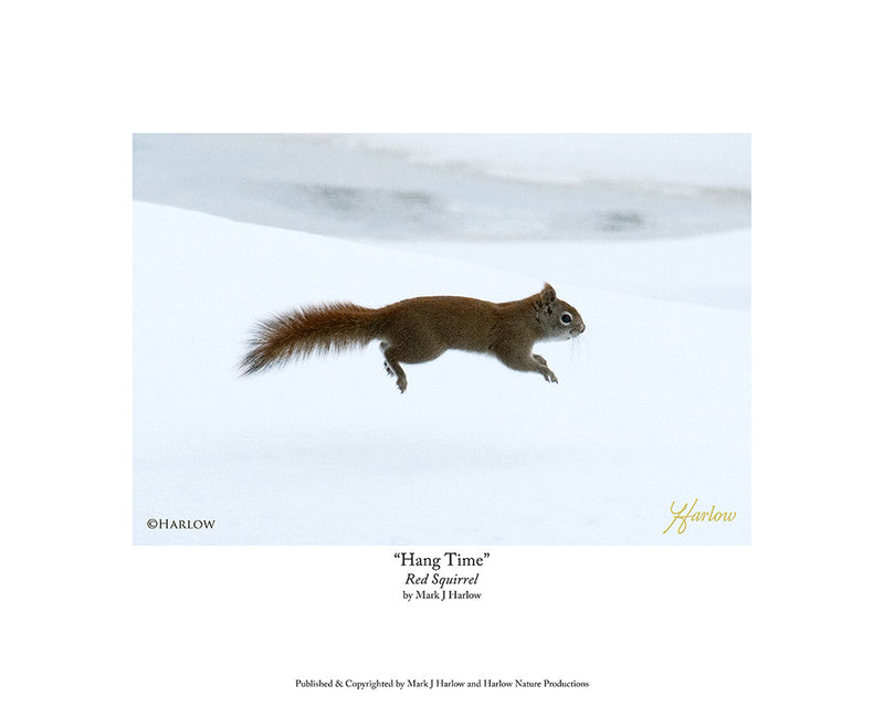 "Hang Time" Unique Red Squirrel Picture Jumping Red Squirrel Photo