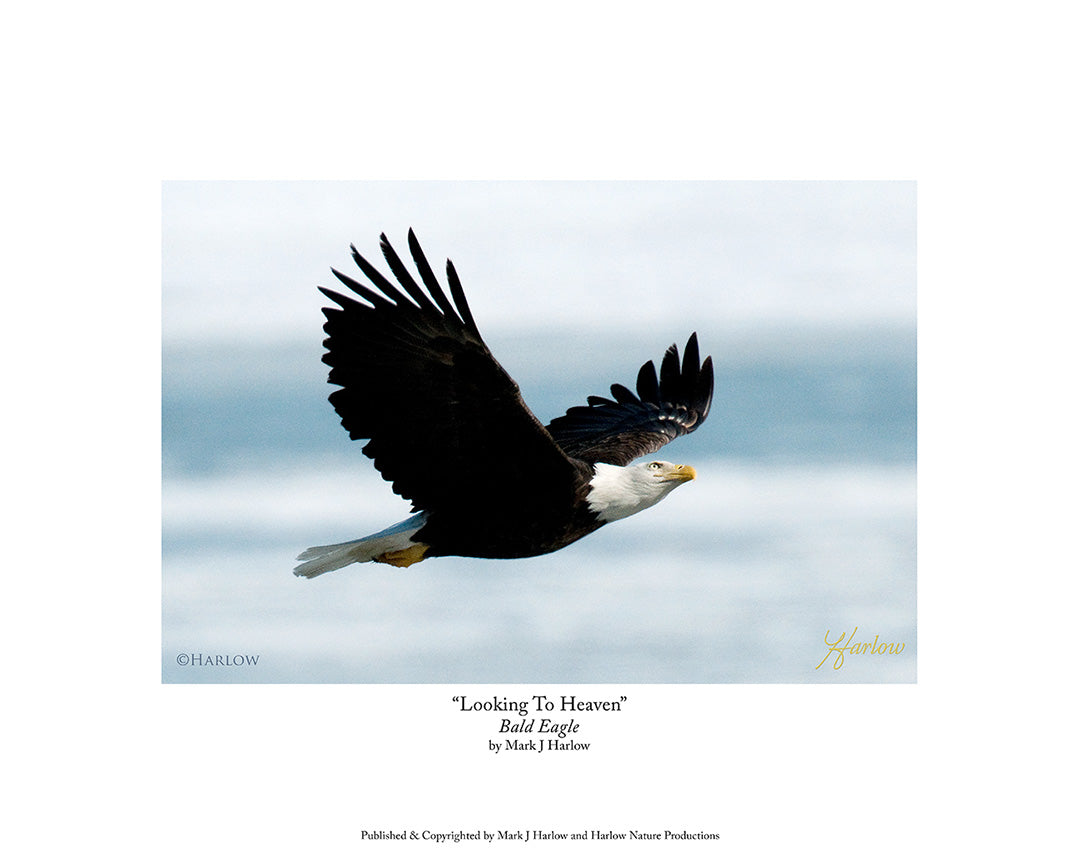 "Looking to Heaven" Spiritual Bald Eagle Picture - Print
