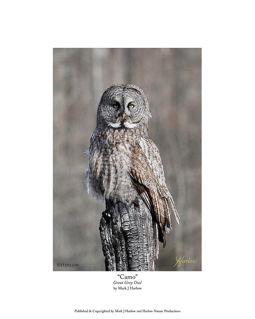 "Nature's Camo" Great Grey Owl Picture Unique - Print