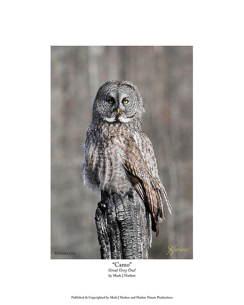 "Camo" Great Grey Owl Picture Unique