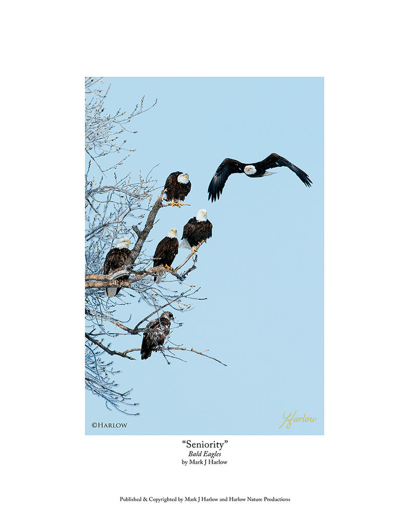 "Seniority" Unique Eagle's Picture - Group of Eagles Photo