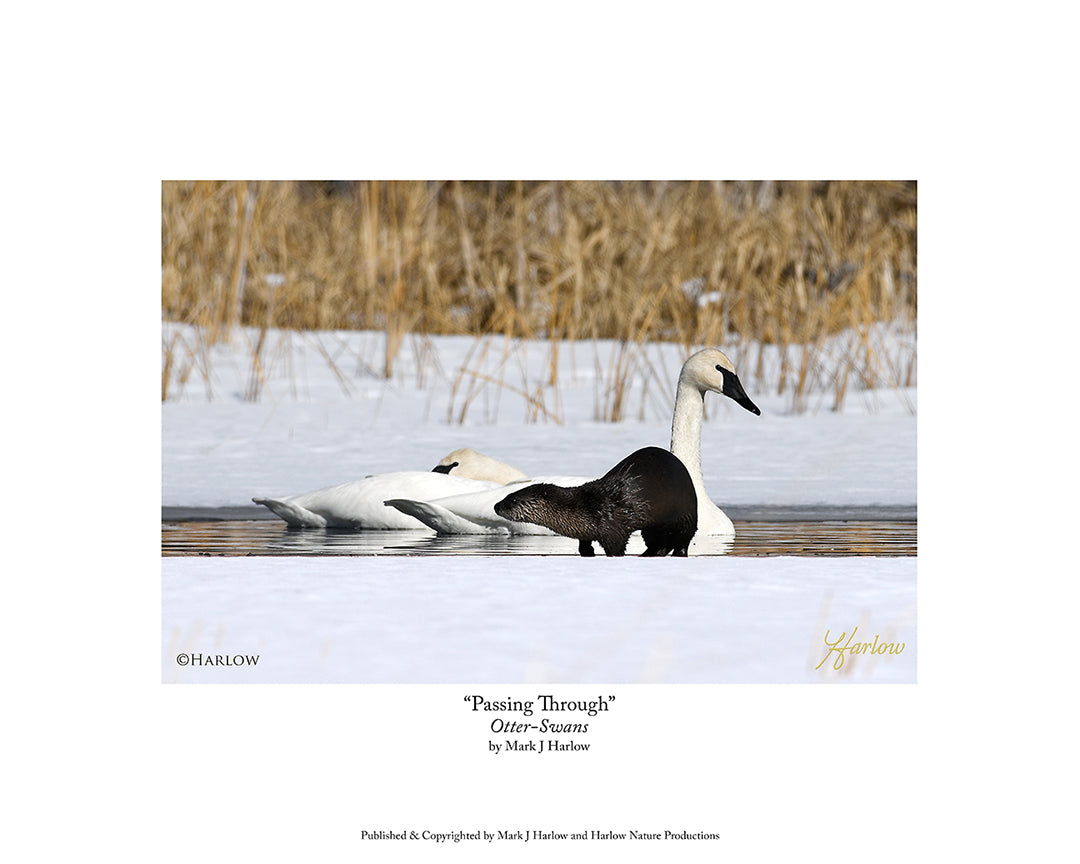 "Passing Through" Unique Otter Picture and Swans Photo - Print