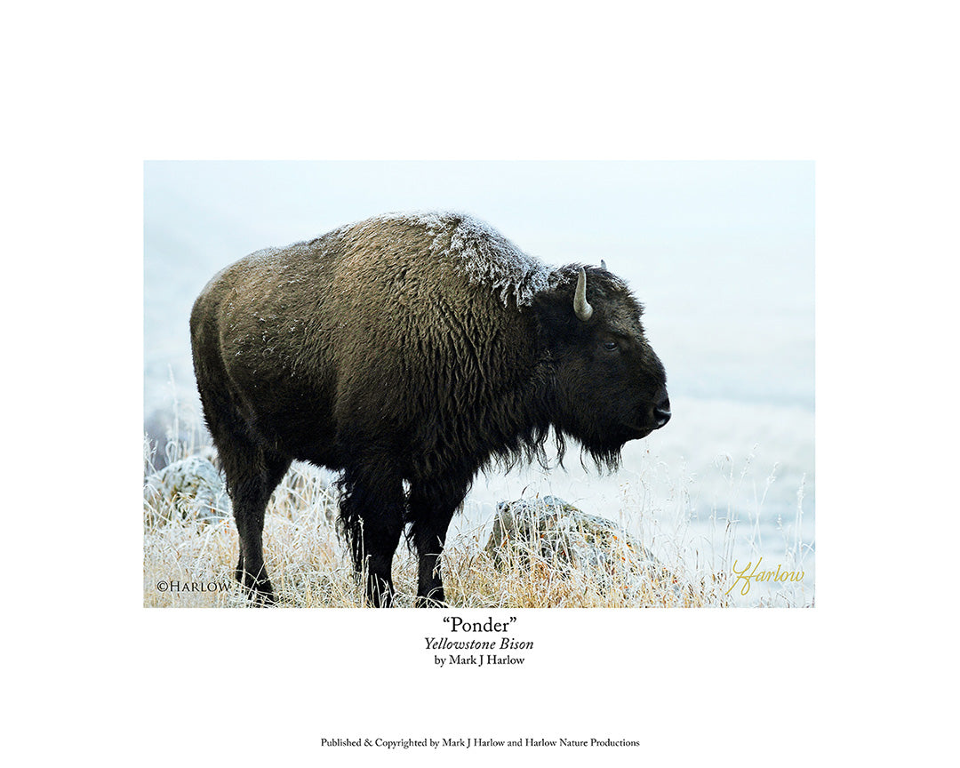 "Ponder" Popular Yellowstone Bison Picture - Print