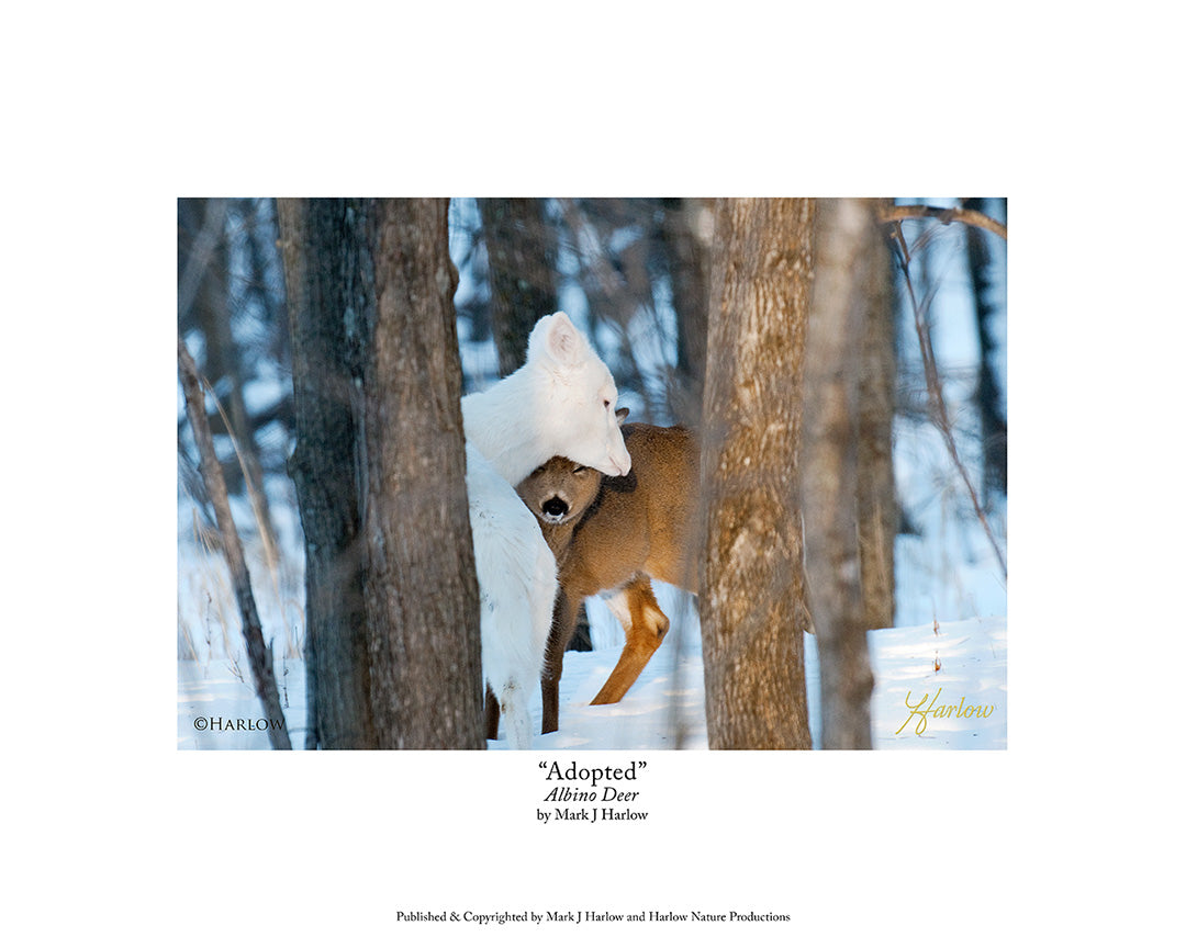 "Adopted" Rare Albino Deer Picture Albino Deer Print