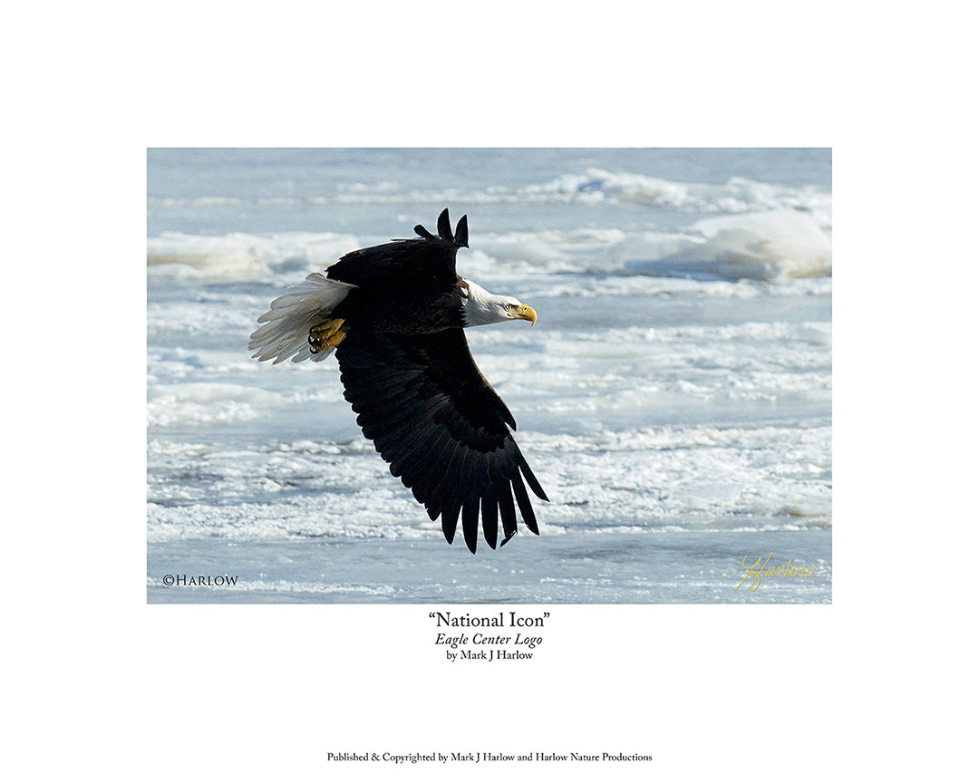 "National Icon" Famous Eagle Picture Print