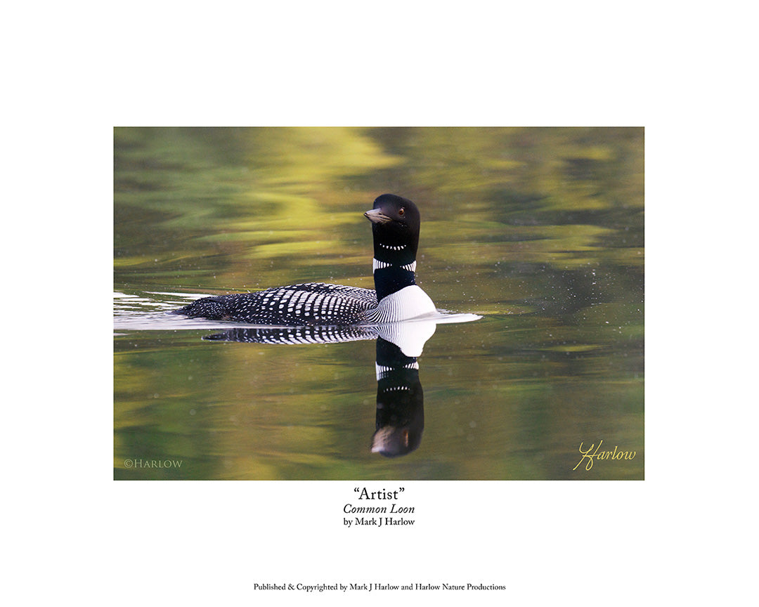 "Artist" Common Loon Picture Minnesota Loon - Print