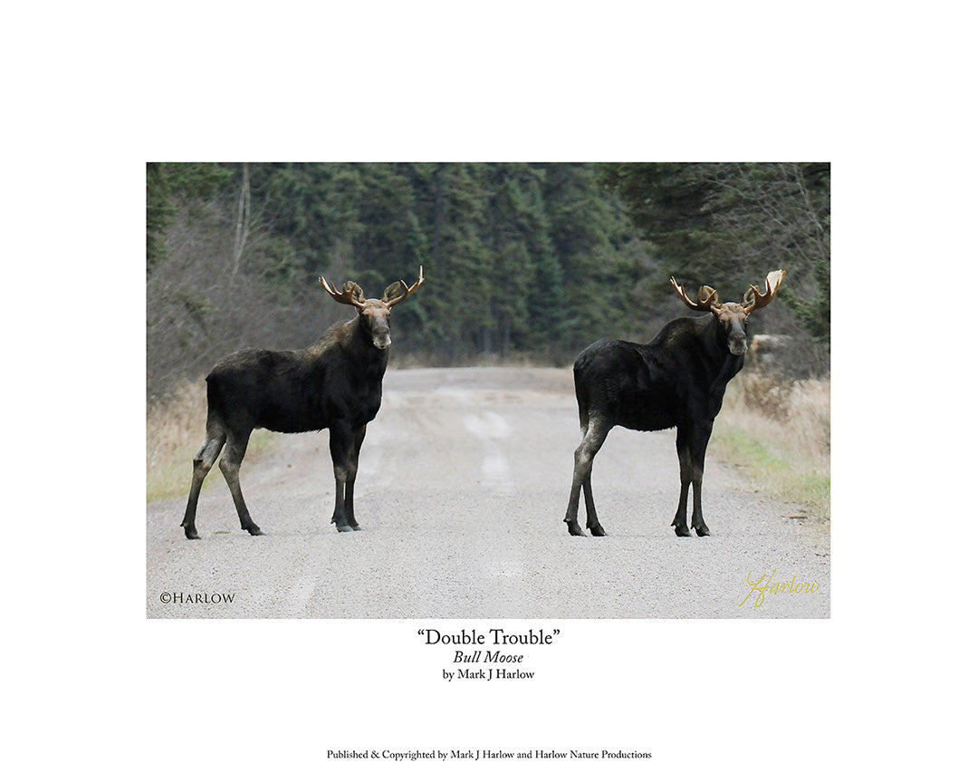 "Double Trouble" Twin Bull Moose Picture - Print