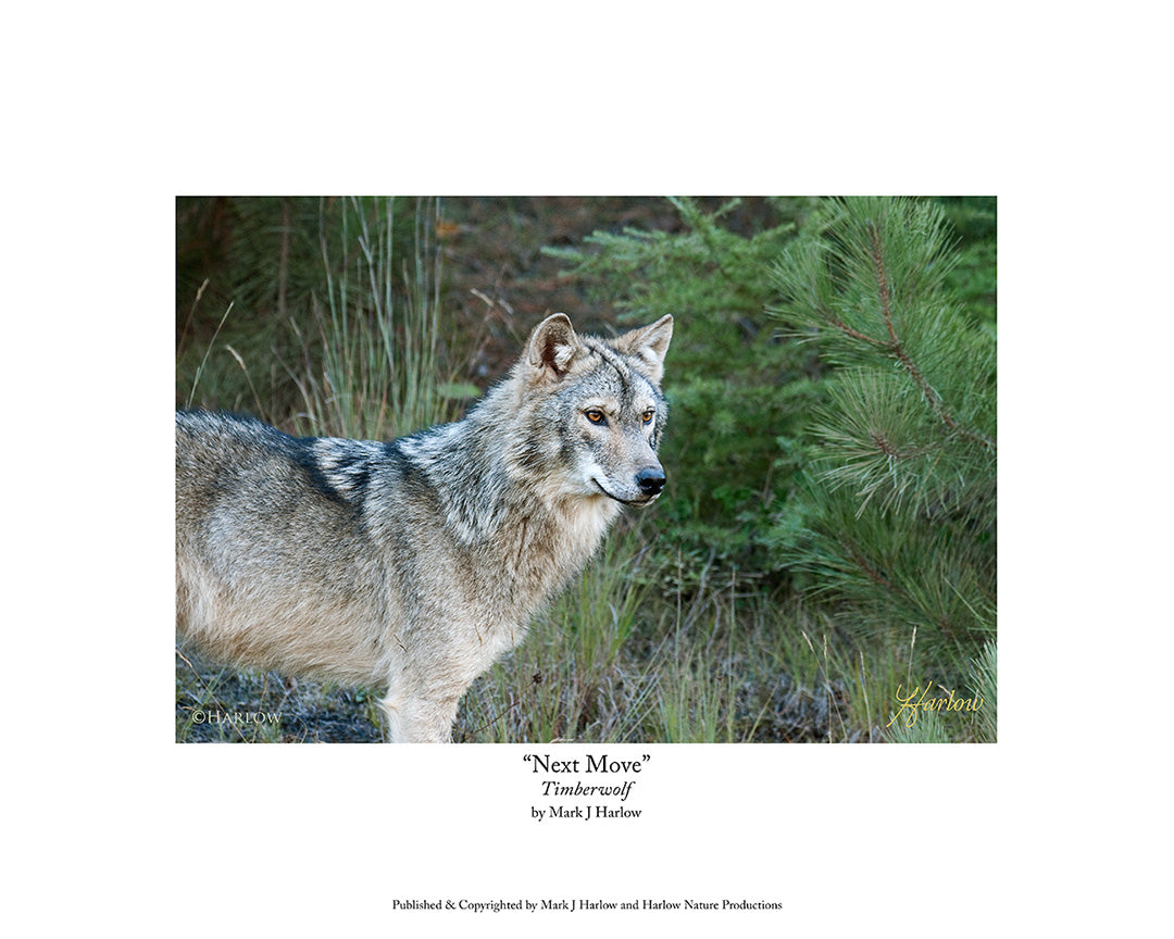 "Next Move" Close Timberwolf Picture - Print