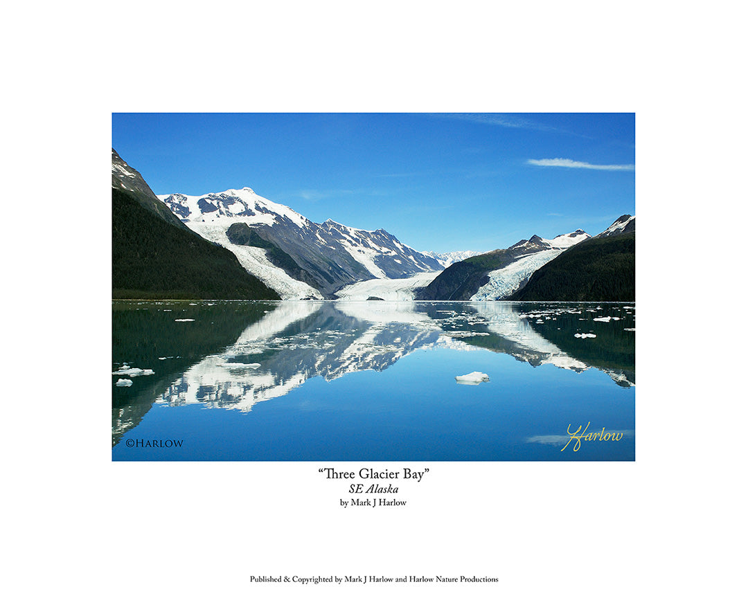 "Three Glacier Bay" Alaska Picture Glacier Photo - Print