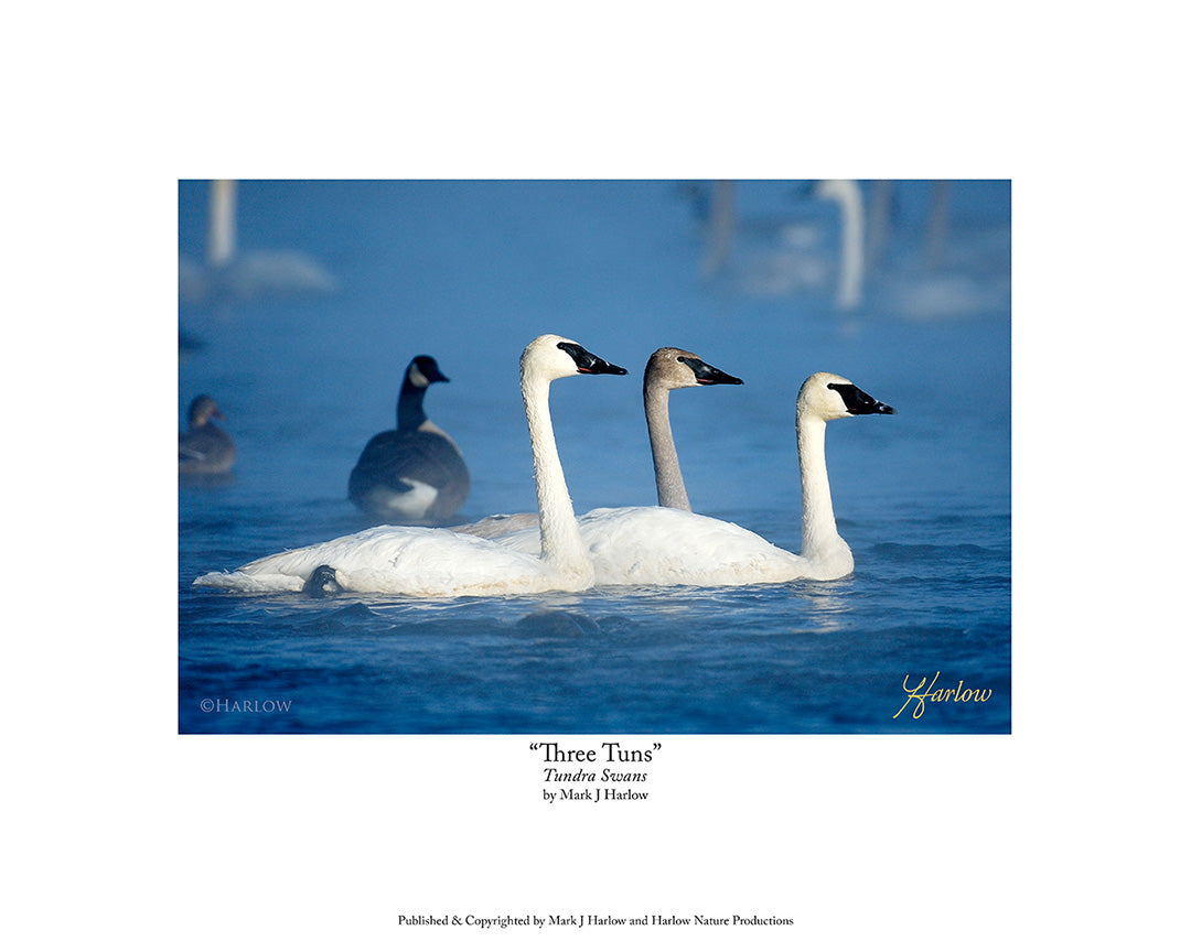 "Three Tuns" Tundra Swans Picture Unique - Print