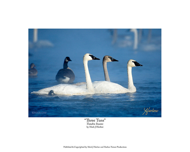 "Three Tuns" Tundra Swans Picture Unique