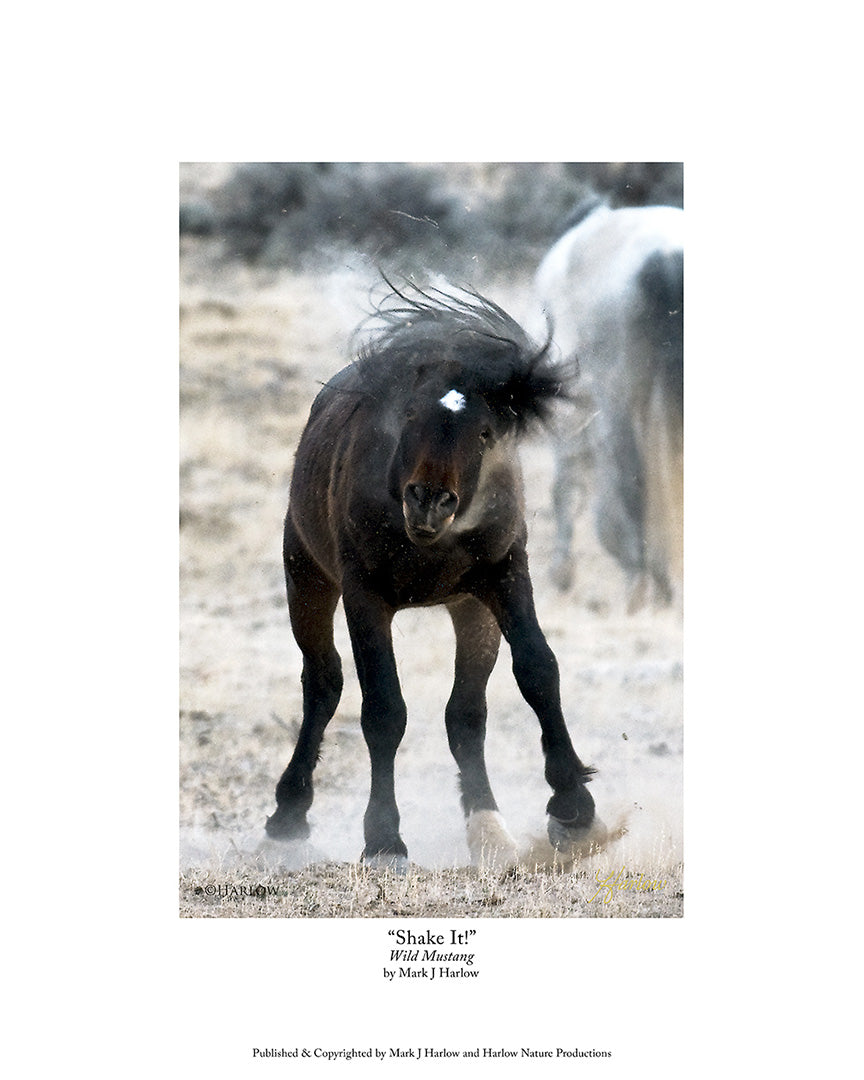 "Shake It!" Unique Wild Mustang Picture - Print