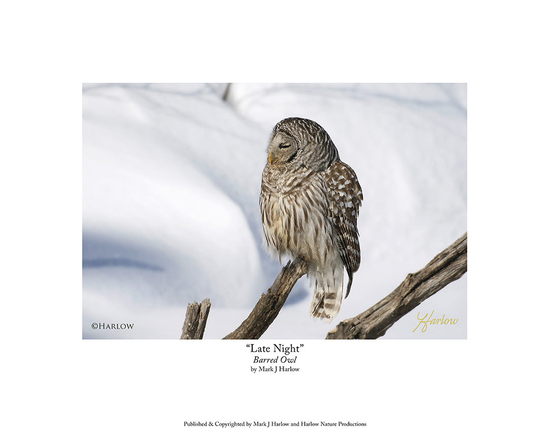 "Late Night" Unique Barred Owl Picture - Print