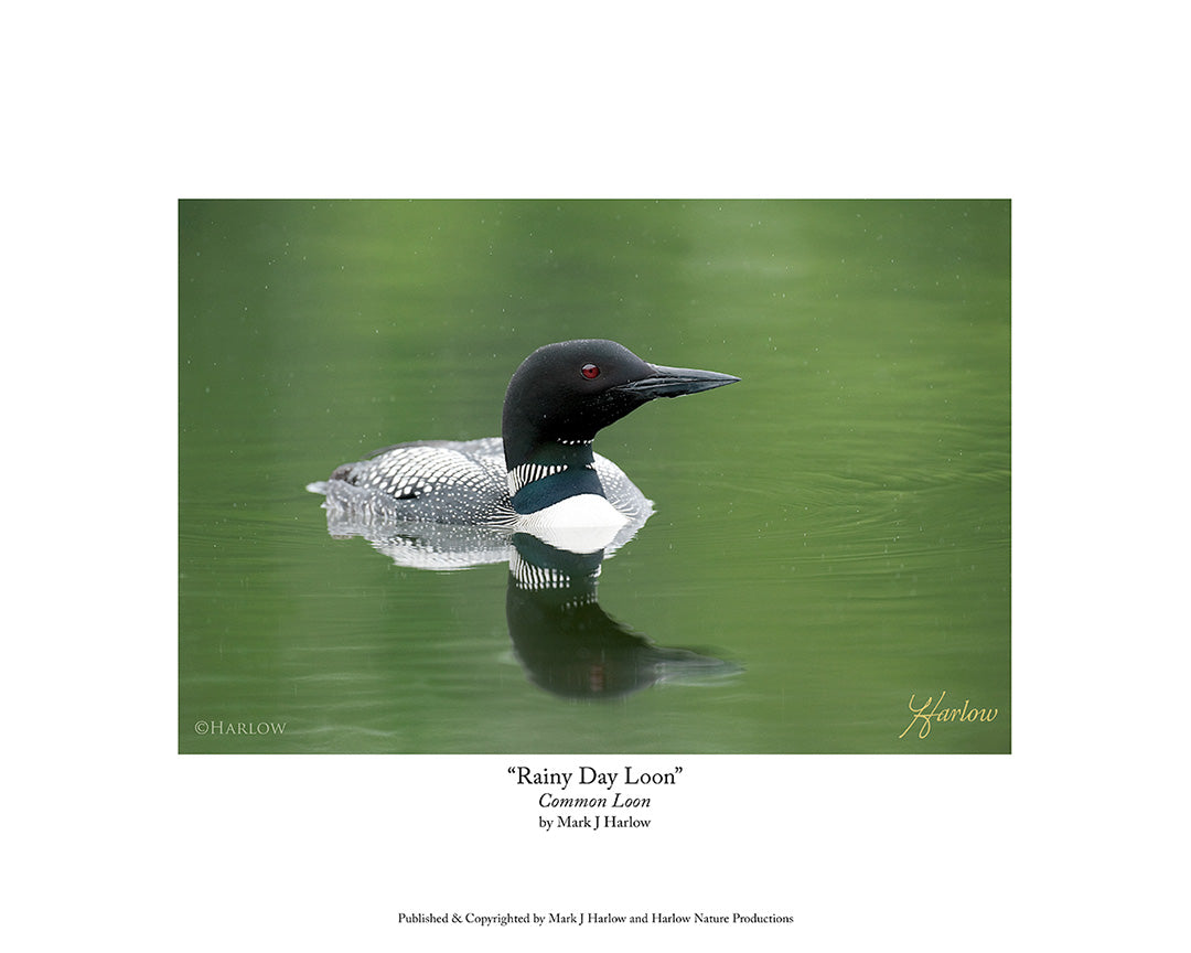 "Rainy Day Loon" Unique Common Loon Picture Print
