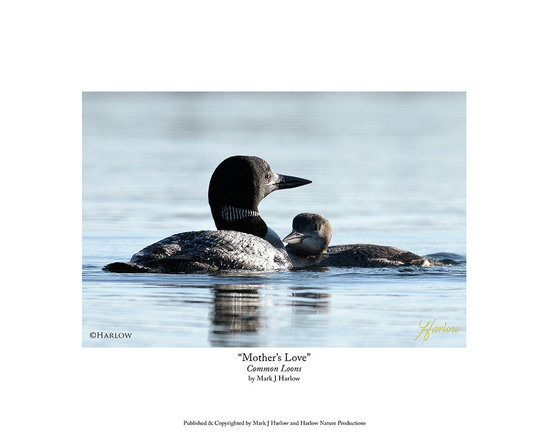 "Mothers Love" Loon Picture with Loon Baby - Print