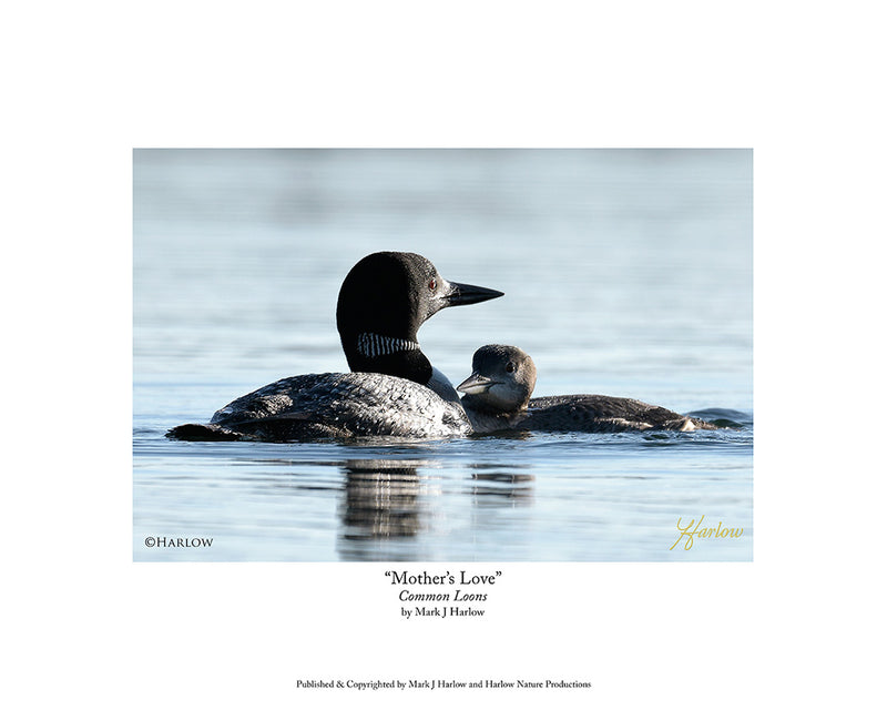 "Mothers Love" Loon Picture with Loon Baby