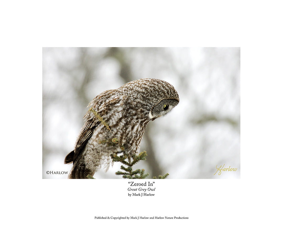 "Zeroed In" Unique Great Grey Owl Picture - Print
