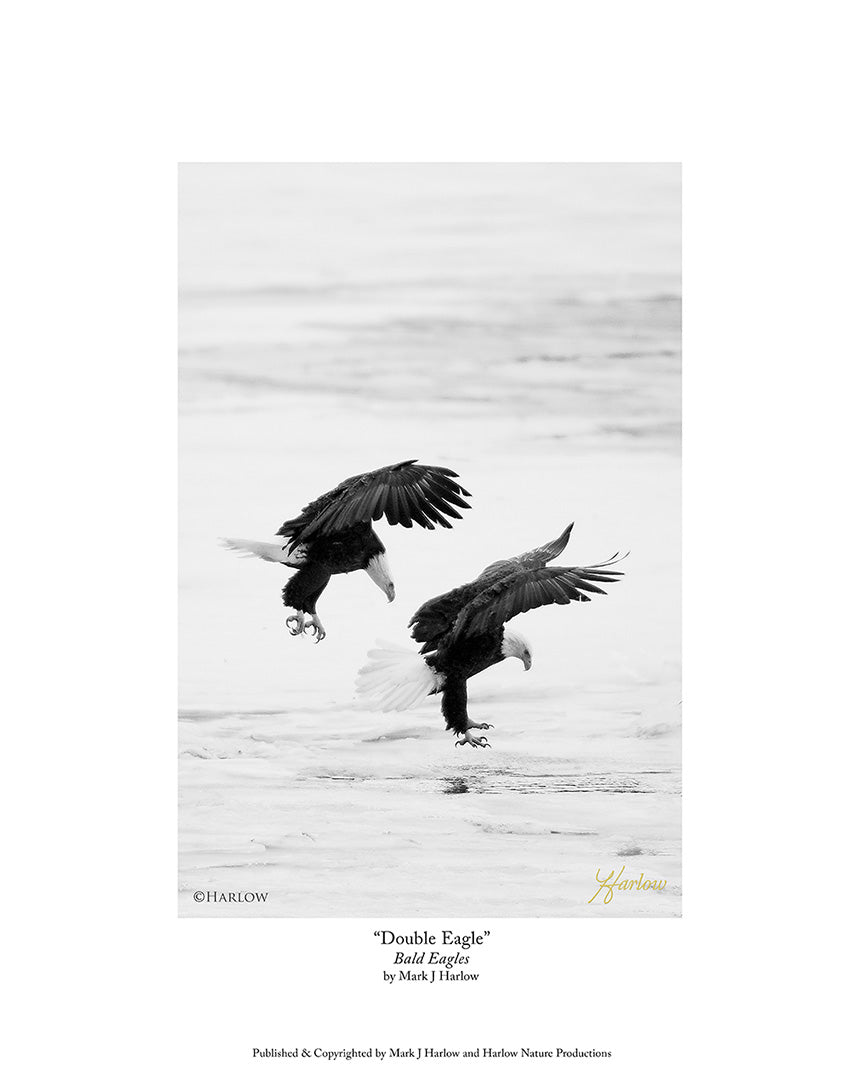 "Double Eagle" B&W Eagle Picture in Black and White - Print