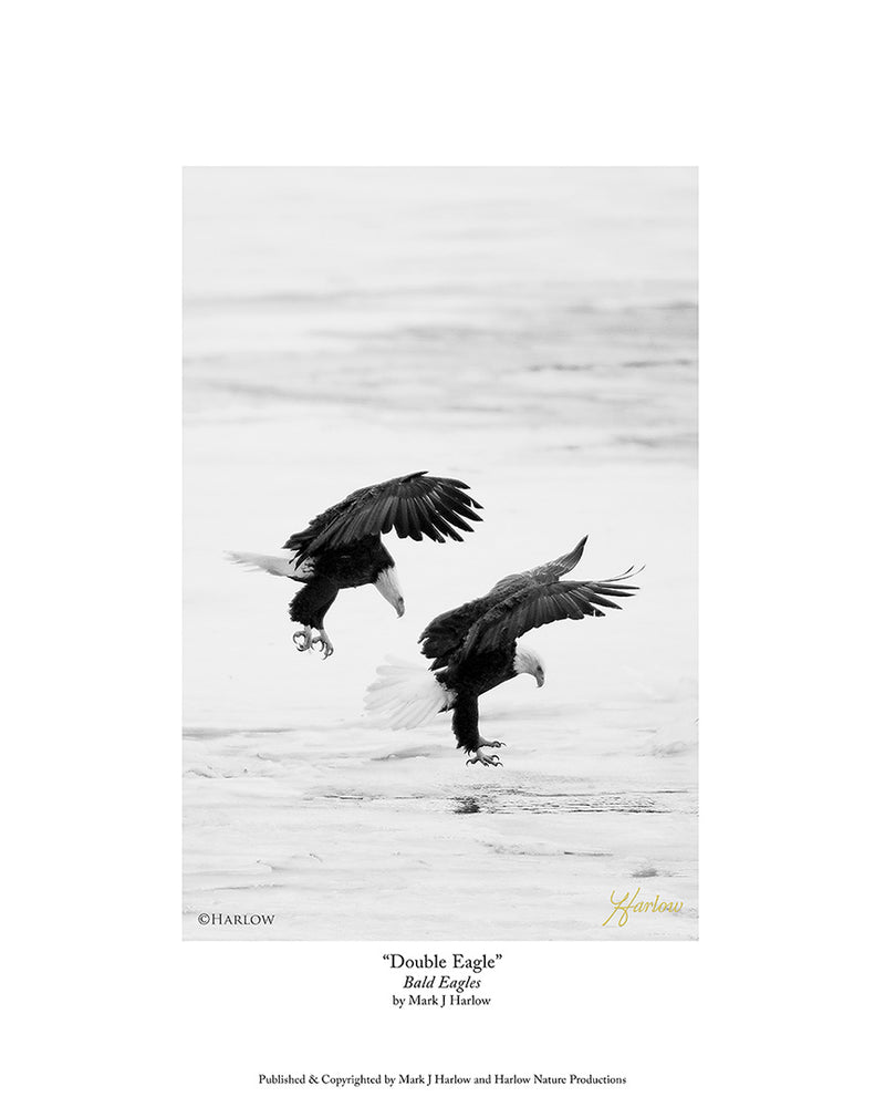 "Double Eagle" B&W Picture in Black and White