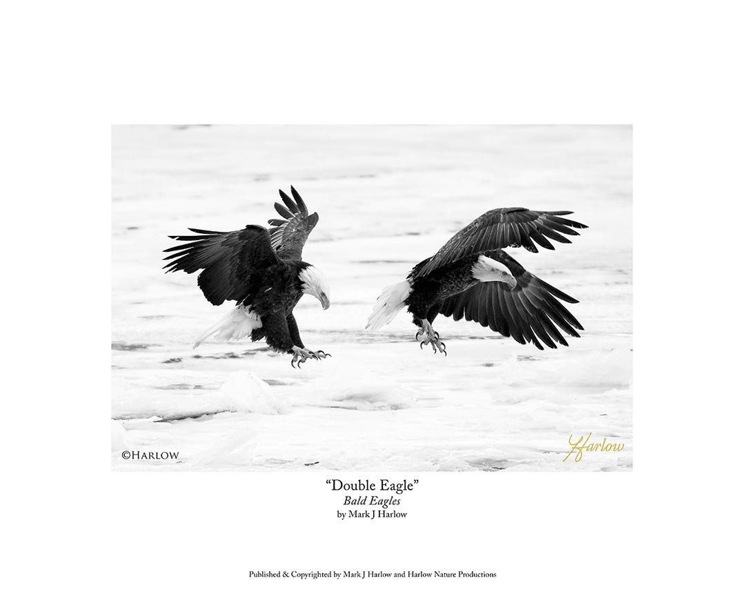 "Double Eagle" Black & White Eagle Picture - Print
