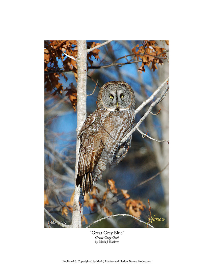 "Great Grey Blue" Scenic Owl Picture - Print