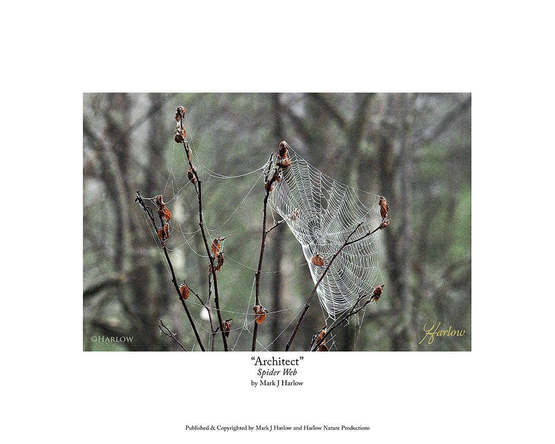 "Architect" Spider Web Picture Wild Spider Web Photo - Print