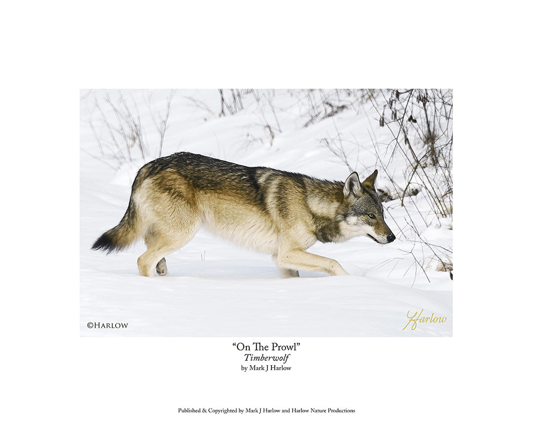 "Sneak" Winter Wolf Picture - Print