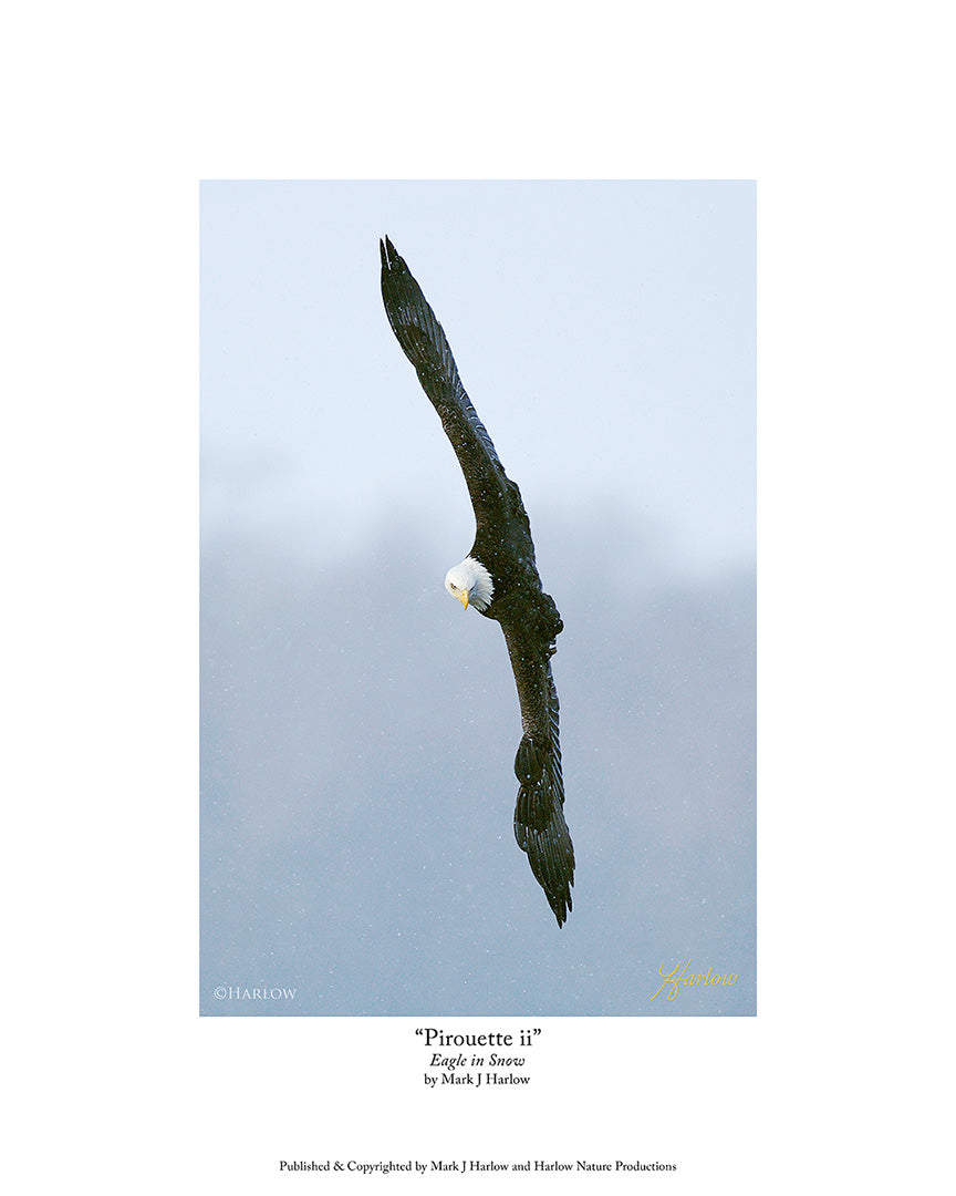 "Pirouette ii" Unique Bald Eagle Picture - Print